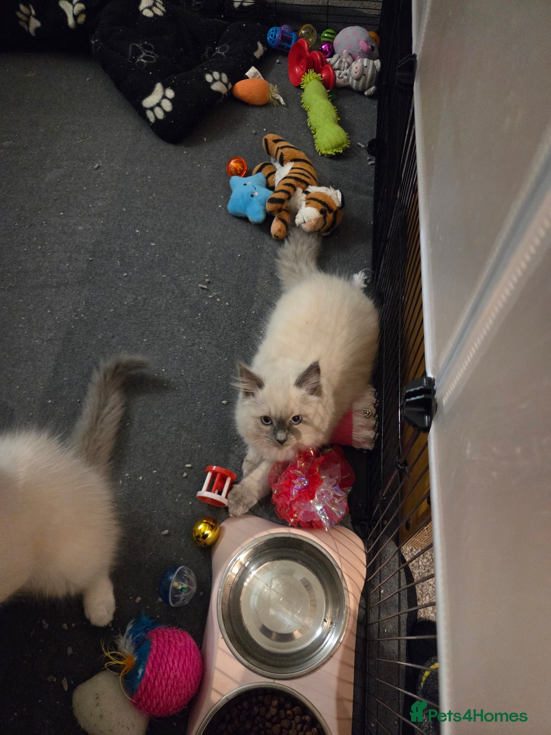 Ragdoll cats for sale: Ragdoll female kitten - Advert 6