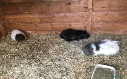 Guinea Pig rodents for sale: 6 adult sows 1 adult male  - Image 5