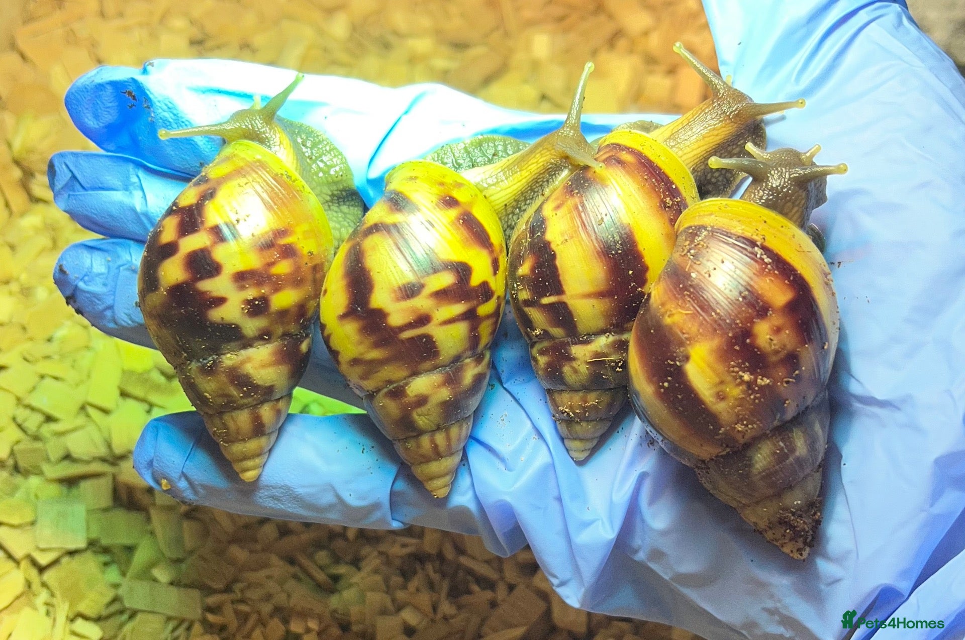 Snails invertebrates Lissachatina fulica G.A.L.S (COLLECTION ONLY) - Advert 20