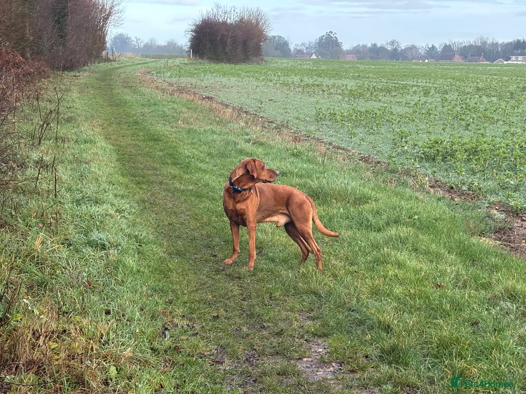 Hungarian Vizsla dogs for stud: Stunning Vizsla x Fox Red Lab for Stud (proven) in Bristol - Advert 6