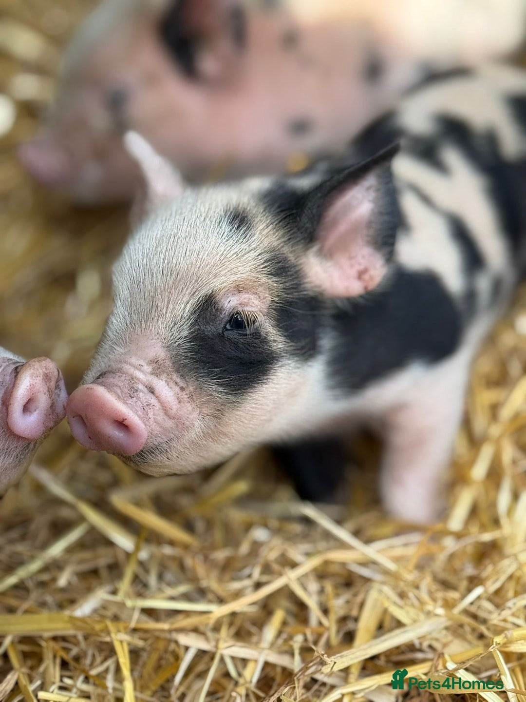 Pig livestock for sale: Stunning Mini Pigs - Image 12