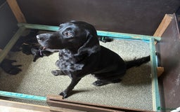 Labrador Retriever dogs for sale: Beautiful Pedigree Black Labrador Puppies - Image 4