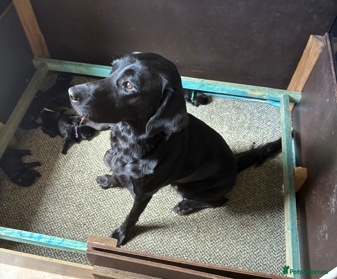 Labrador Retriever dogs for sale: Beautiful Pedigree Black Labrador Puppies - Image 4