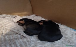 Dachshund dogs for sale: Miniature Wire haired Dachshund Puppies  - Image 2