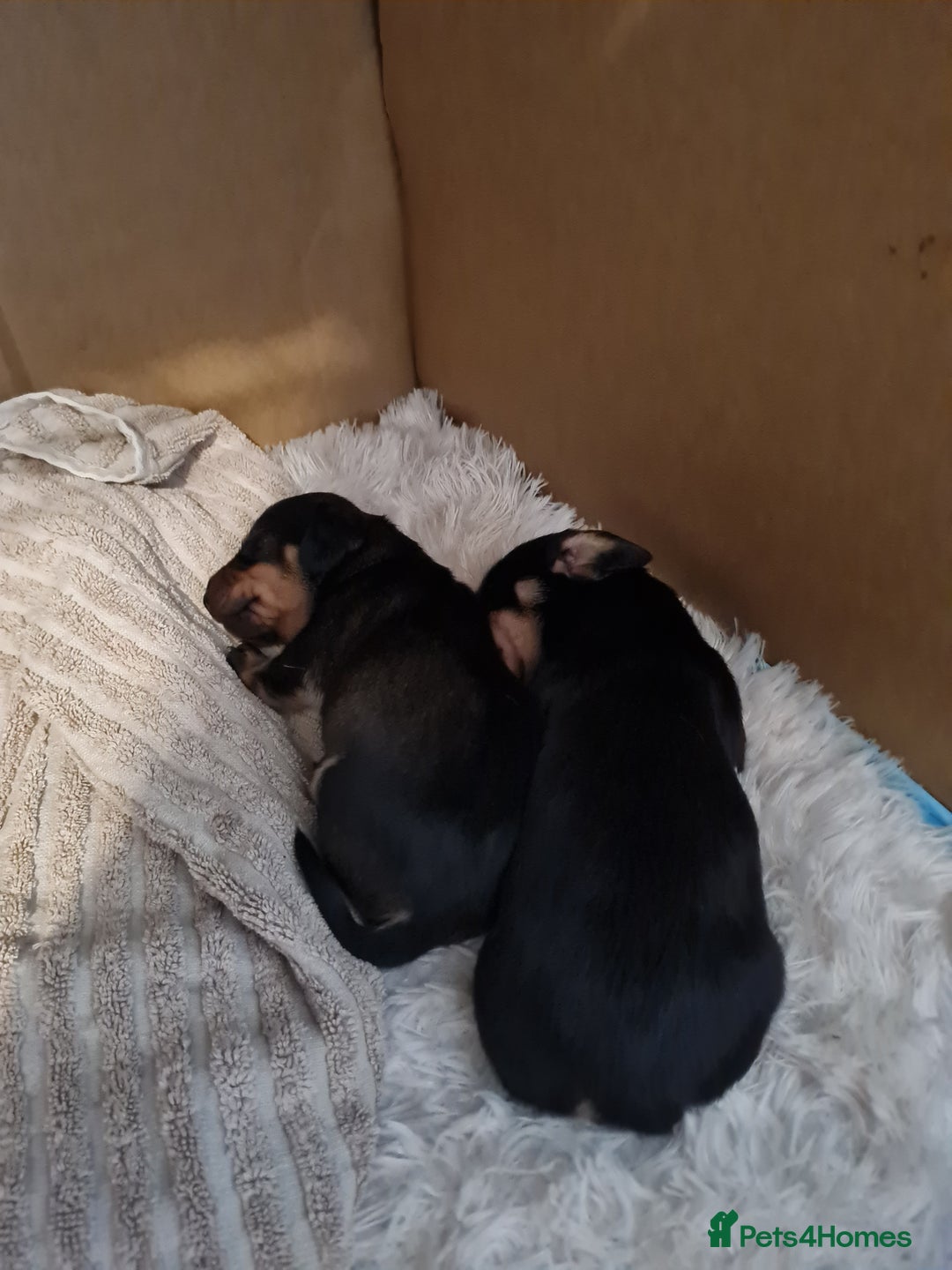 Dachshund dogs for sale: Miniature Wire haired Dachshund Puppies  - Image 2