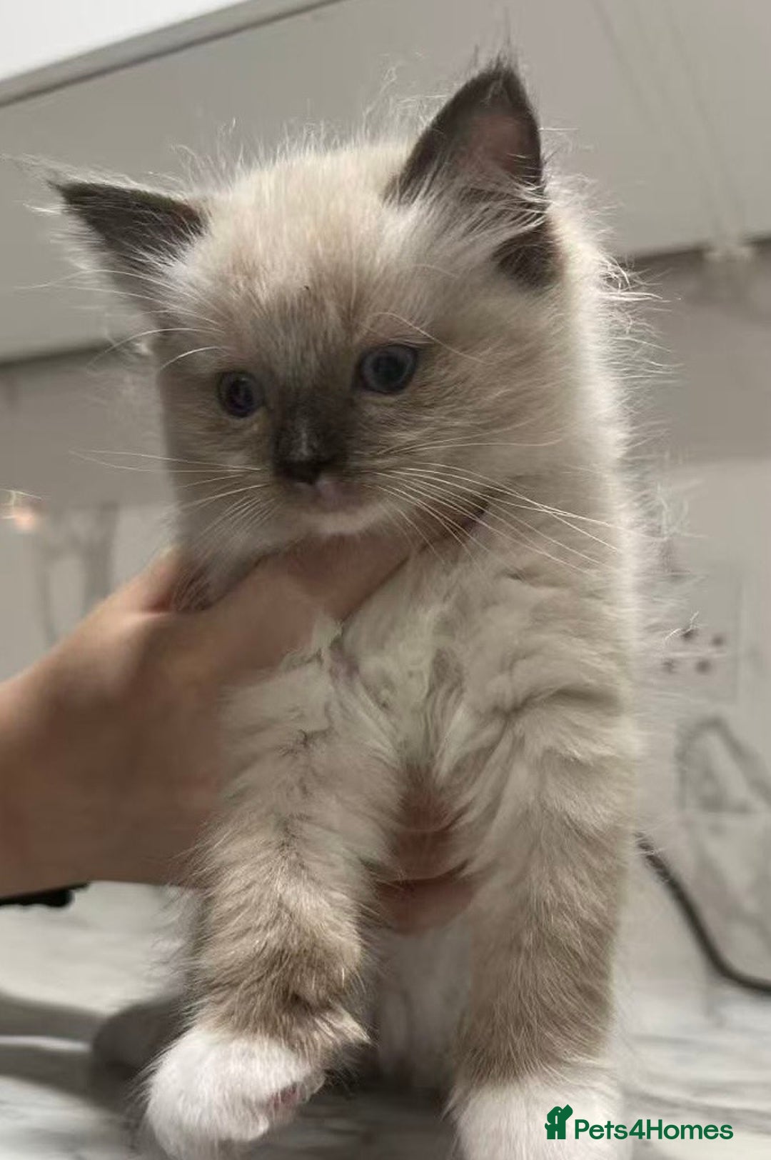 Ragdoll cats for sale: 💛💛💛Ragdolls💛💛💛 - Image 6