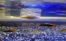 Platies fish for sale: Platy and danios - Image 10