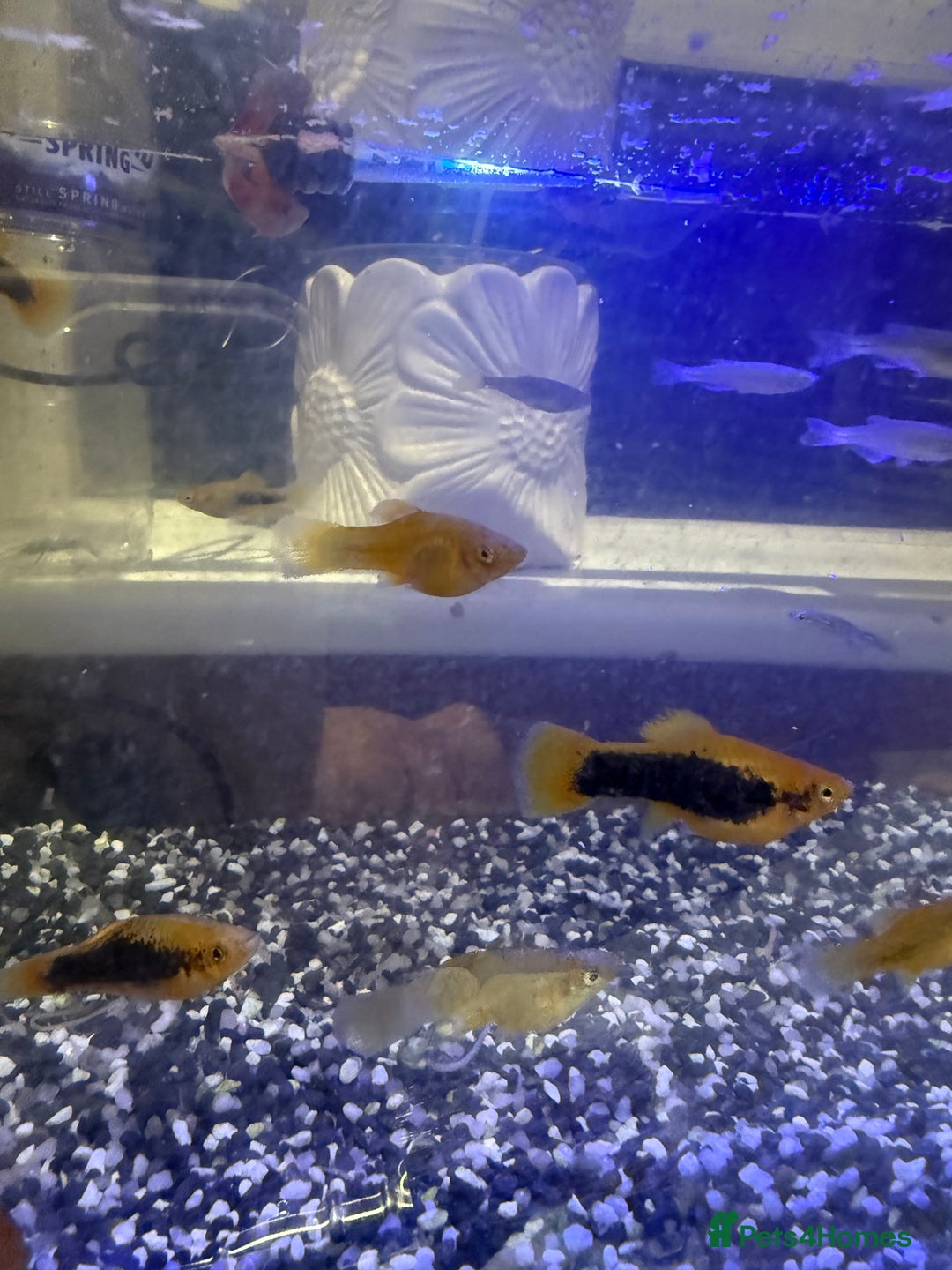 Platies fish for sale: Platy and danios - Image 10