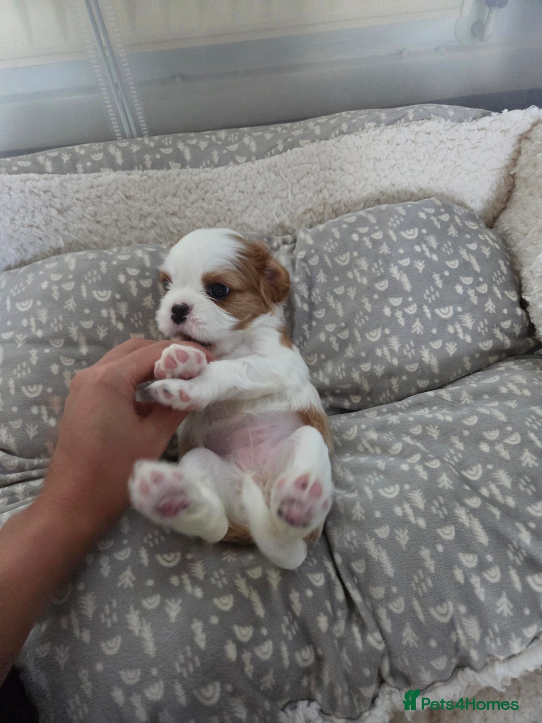 Cavalier King Charles Spaniel dogs for sale: Cavalier King Charles Spaniel 3 x puppies - Advert 29