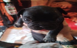 French Bulldog dogs for sale: French bulldog  - Image 2