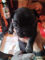 French Bulldog dogs - Advert 10