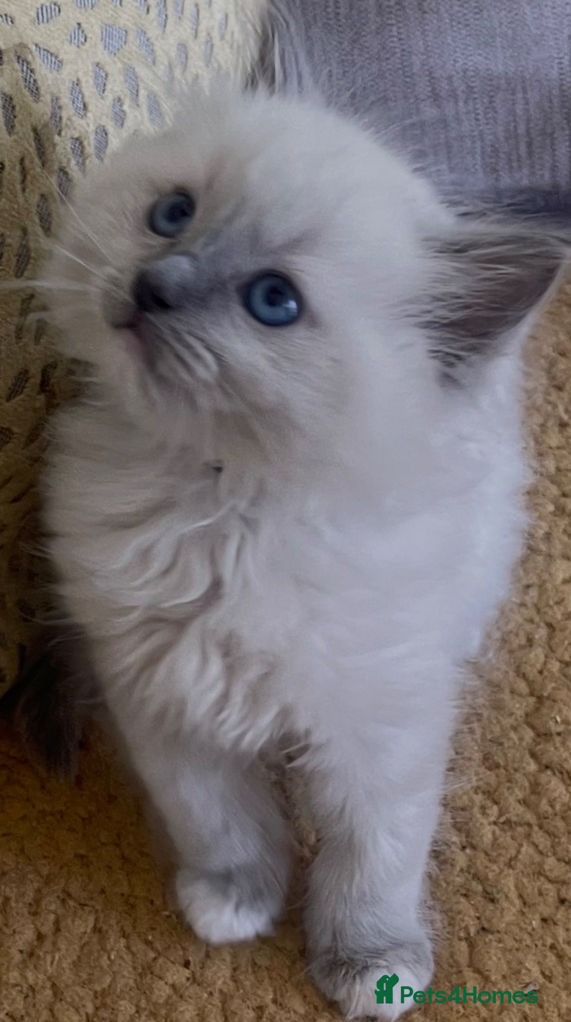 Ragdoll cats Beautiful PURE Ragdoll Kittens - READY - Advert 15