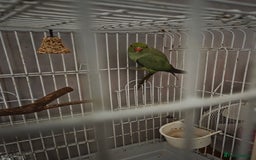 Parrots birds for sale: Indian ringneck parrot for sale - Image 1