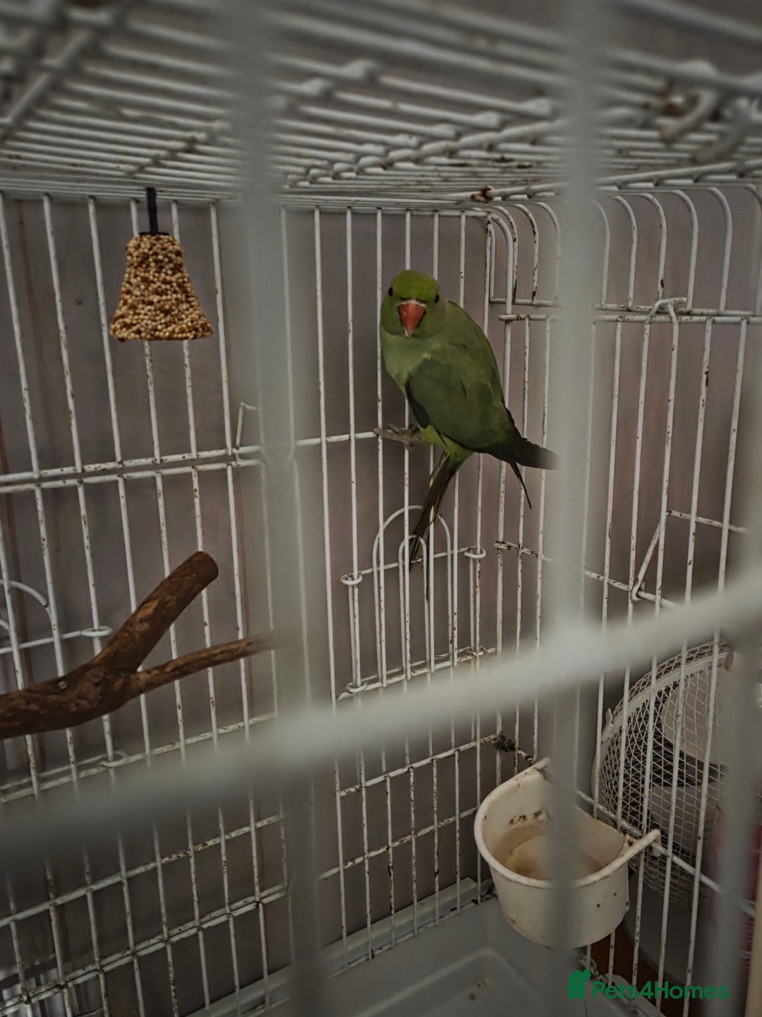 Parrots birds for sale: Indian ringneck parrot for sale - Image 1