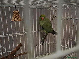 Parrots birds for sale - Advert 1