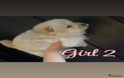 Chow Chow dogs for sale: Chow chow puppie - Image 6