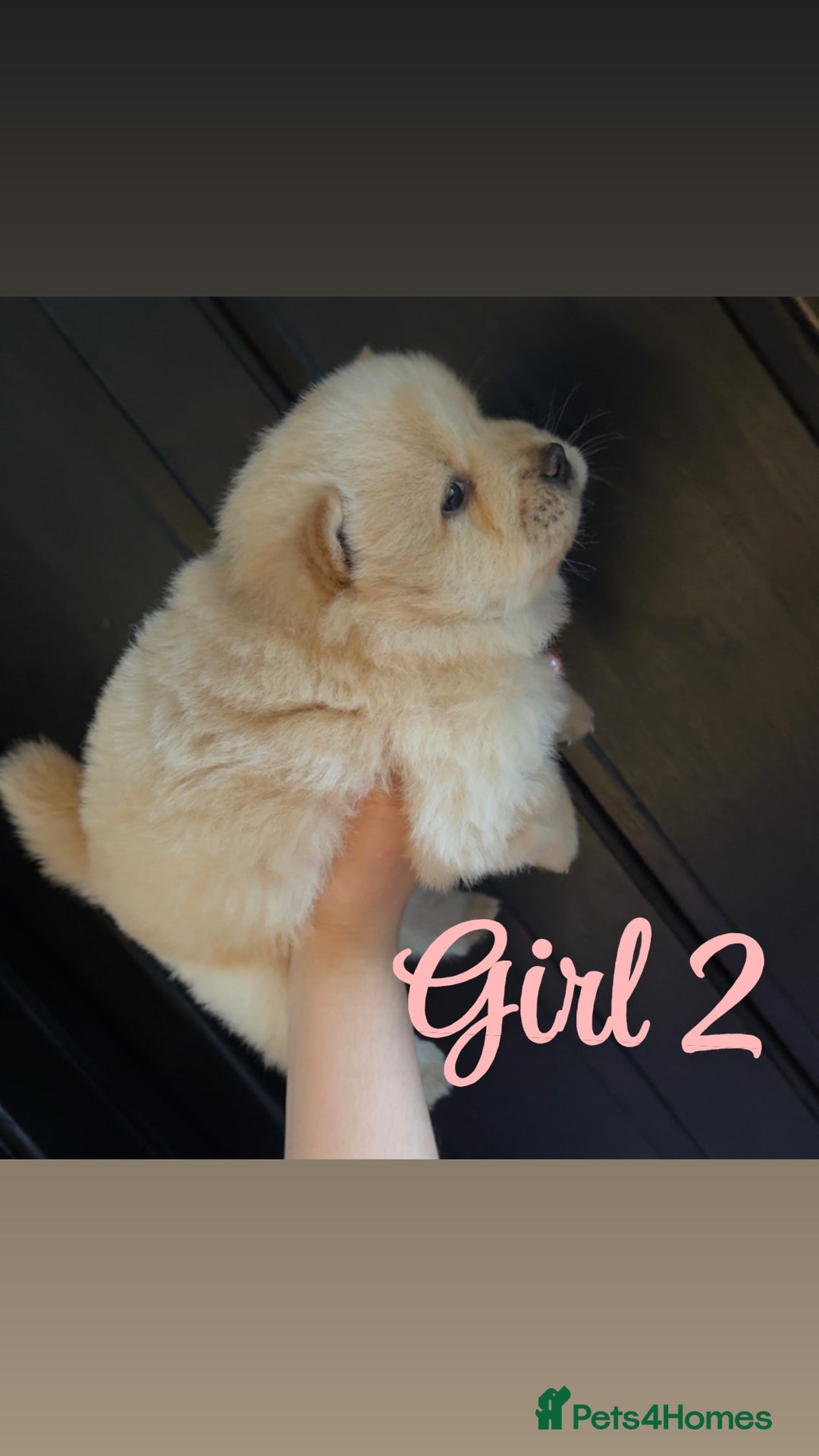 Chow Chow dogs for sale: Chow chow puppie - Image 6
