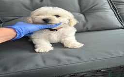 Bichon Frise dogs for sale: Bichon Frise Puppies  - Image 15
