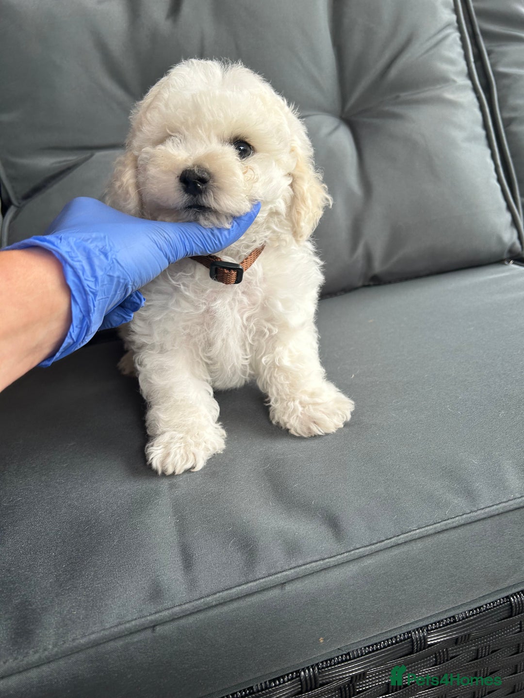 Bichon Frise dogs for sale: Bichon Frise Puppies  - Image 15