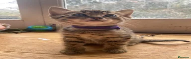 Purple collar