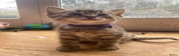 Mixed Breed cats for sale: 8 beautiful kittens available now - Advert 22