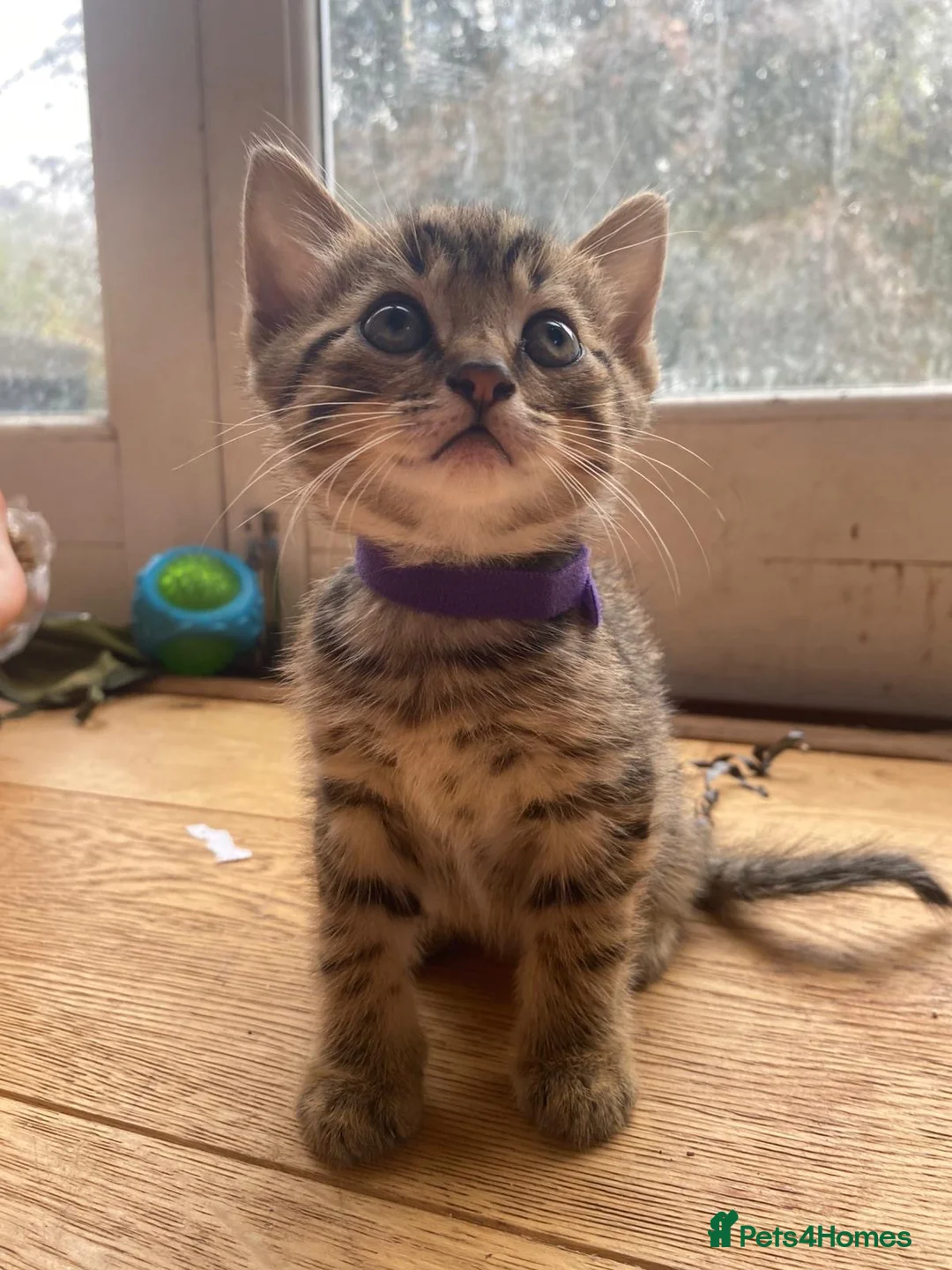 Mixed Breed cats for sale: 8 beautiful kittens available now - Advert 22