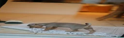 Jack Russell dogs for sale: Beautiful Jack Rusell Puppies  - Advert 7