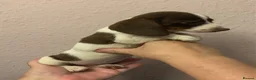 Miniature Dachshund dogs for sale: Beautiful rare piebald miniature dachshund puppies - Advert 21