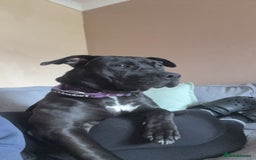 Mixed Breed dogs for sale: Storm - Image 2