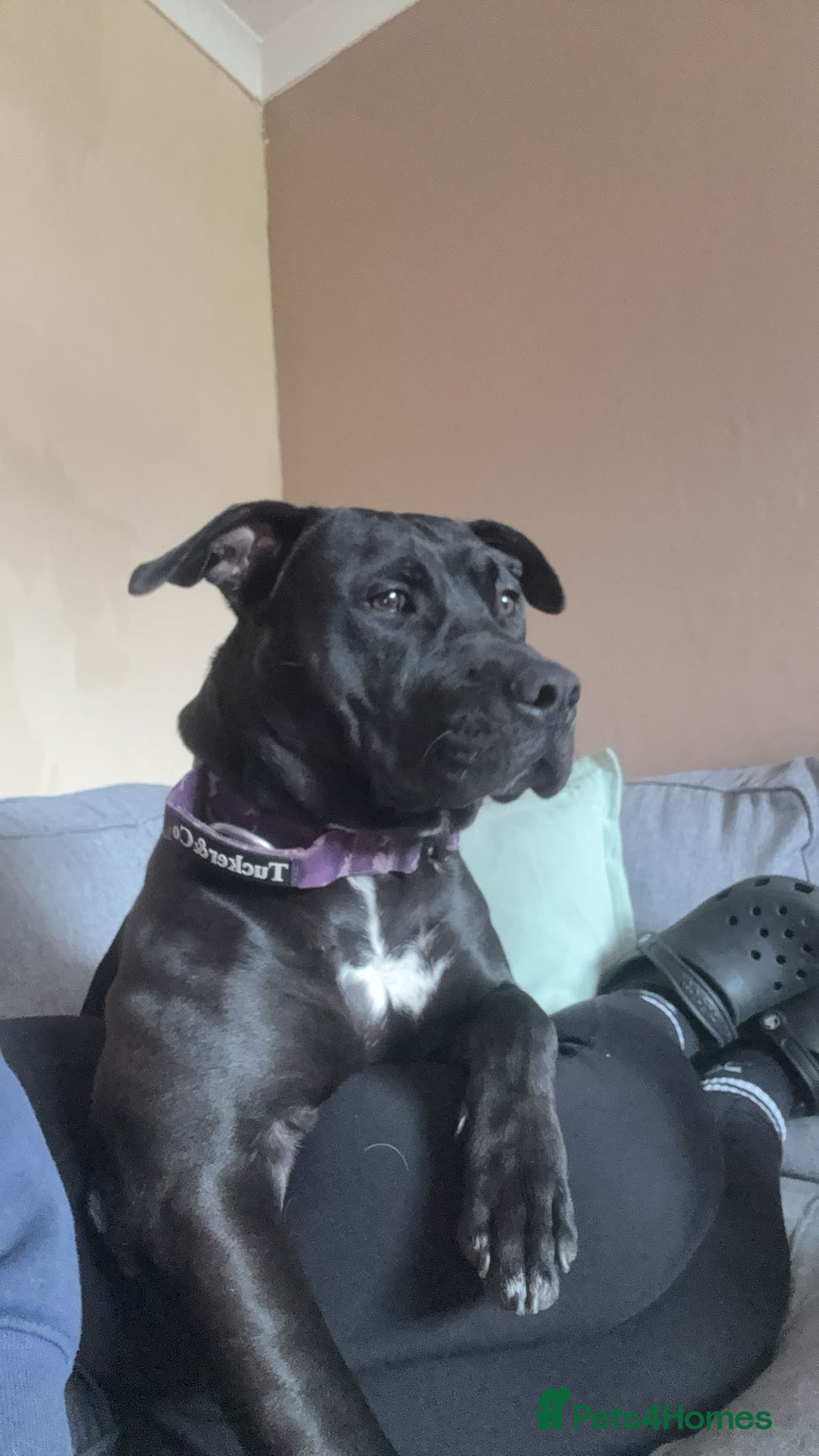 Mixed Breed dogs for sale: Storm - Image 2