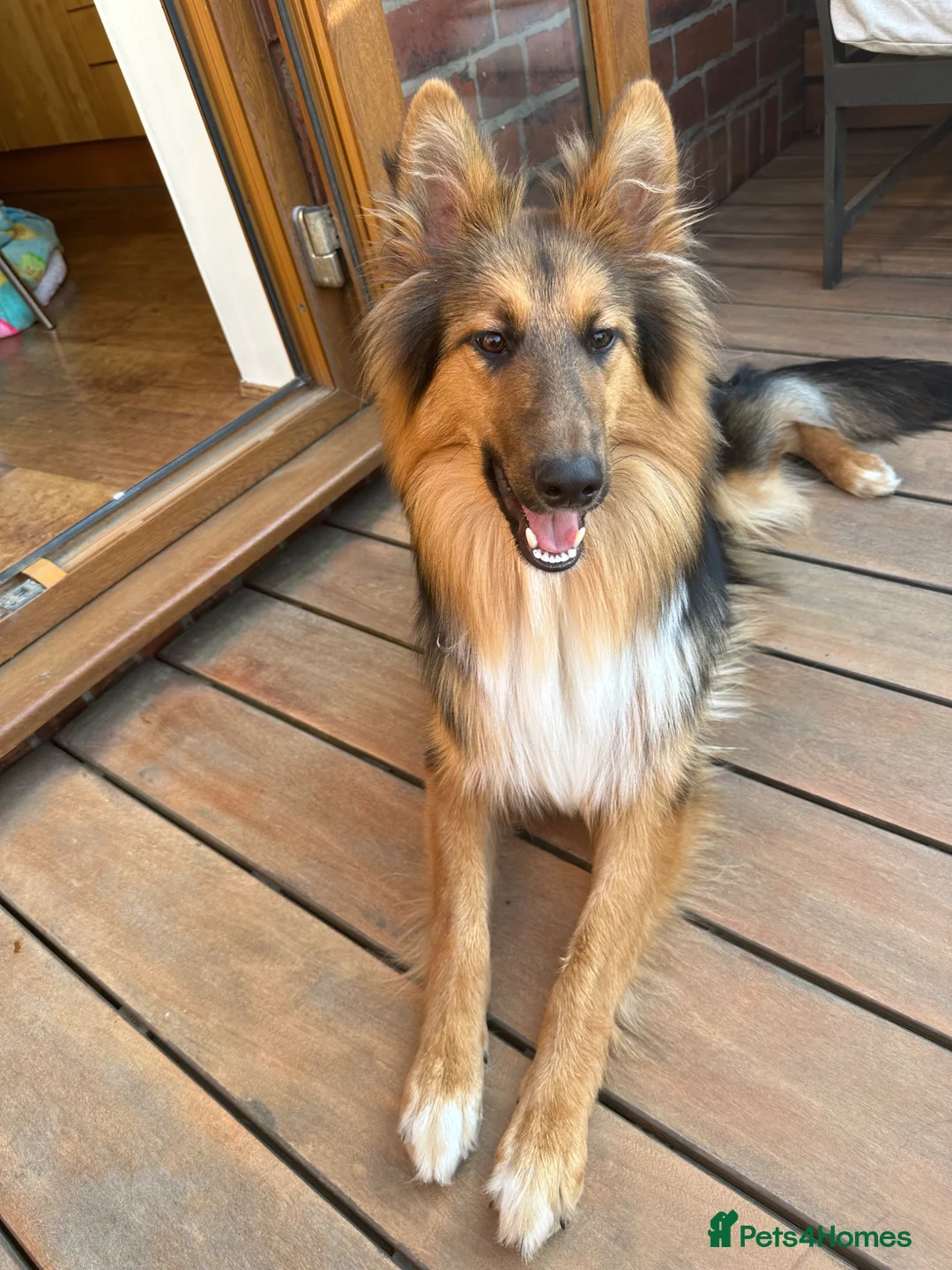 Mixed Breed dogs for sale: Nala (gsd/rough collie mix) - Advert 3