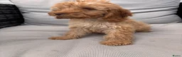 Cockapoo dogs for sale: Gorgeous cockatoo puppies - Advert 23