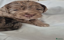 Cocker Spaniel dogs for stud: Merle Cocker stud in Shildon - Image 16
