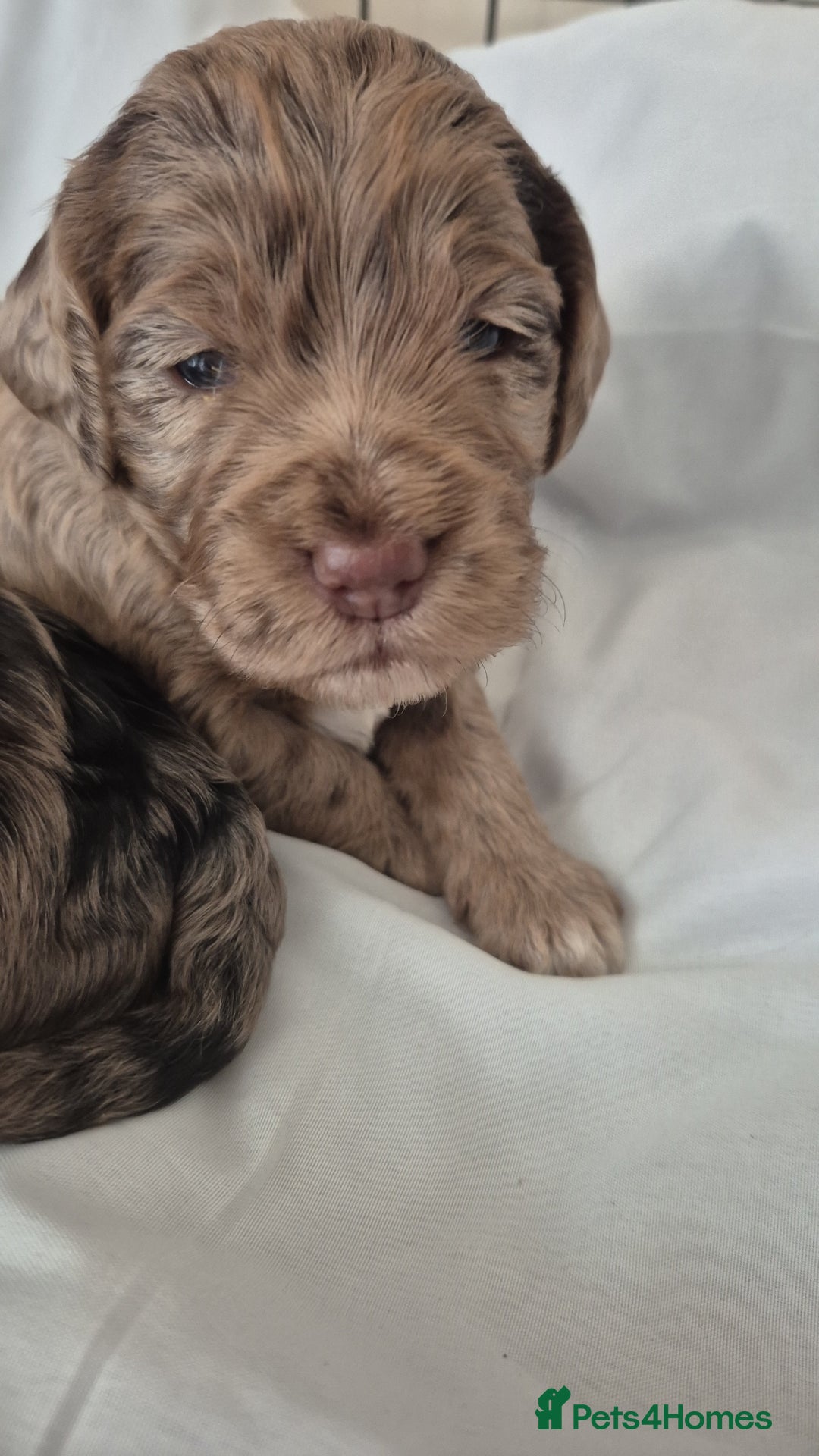 Cocker Spaniel dogs for stud: Merle Cocker stud in Shildon - Image 16