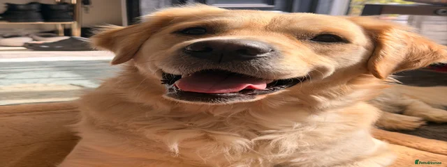 Penny