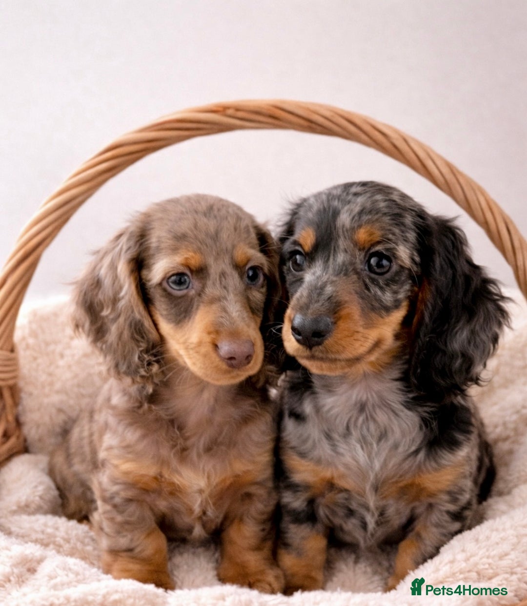 Dachshund dogs for sale: Miniature long haired Dachshund puppies  - Advert 5