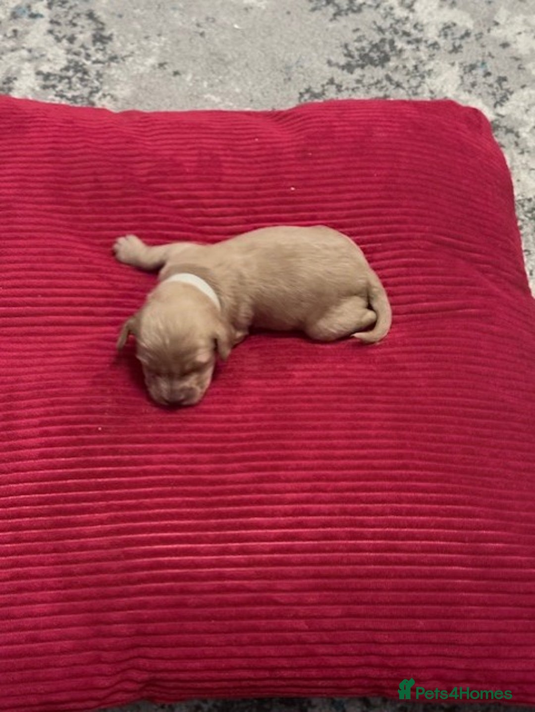 Cavapoo dogs for sale: F2 Cavapoo Puppies - Advert 6