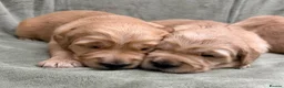 Golden Retriever dogs for sale: Golden retriever puppies ❤️ - Advert 3