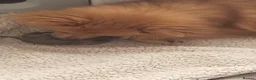 Pomeranian dogs for stud: PROVEN Pomeranian for STUD  - Advert 20