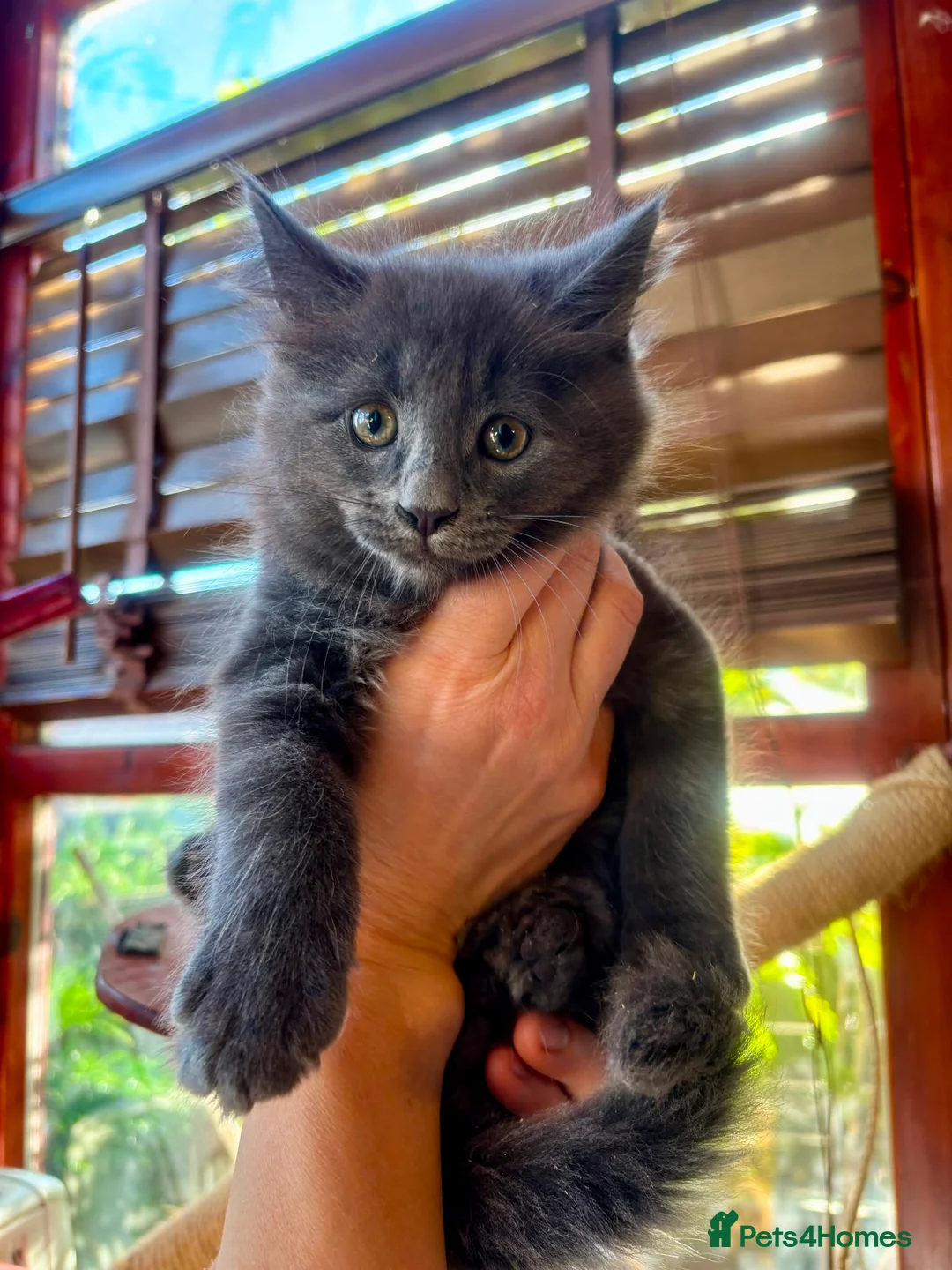 Maine Coon cats for sale: Maine Coon X kittens  - Advert 2