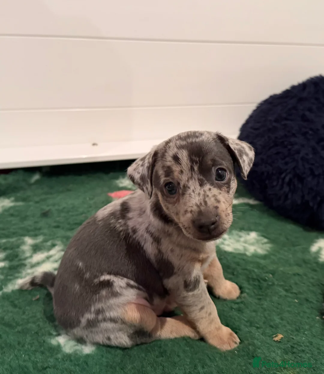 Jack Russell dogs for sale: Perfect Blue and Blue Merle Jack Russell Puppies - Advert 19