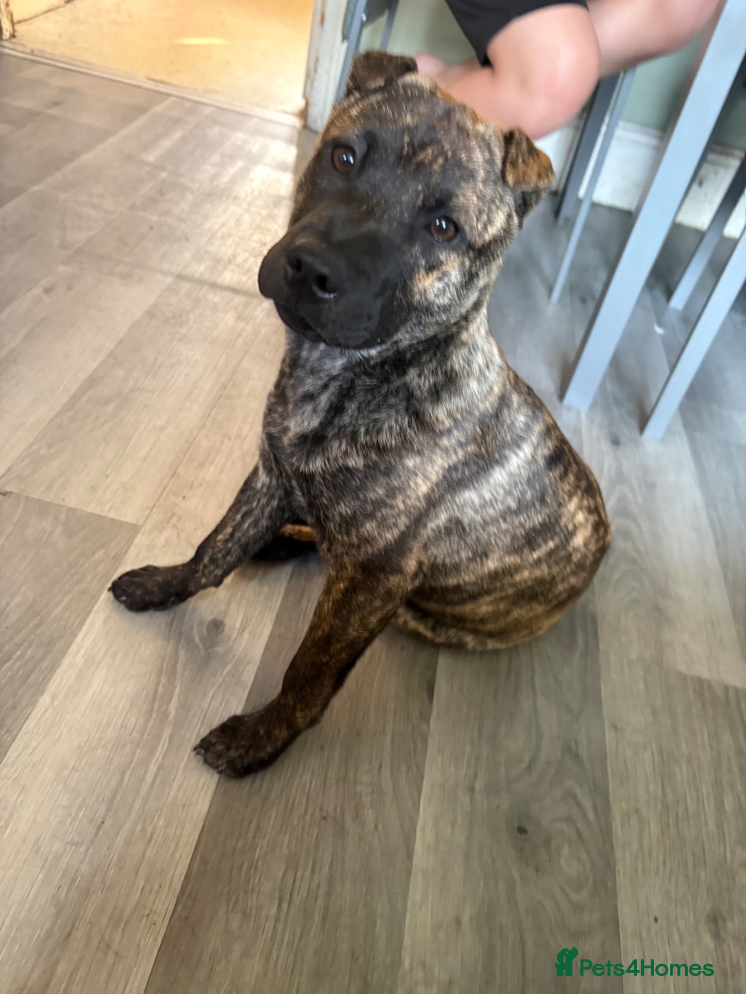 Mixed Breed dogs Female sharpei x Staffordshire bull terrier  - Advert 1