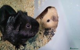 Guinea Pig rodents for sale: 2 Male Guinea pigs in need of a new home!  - Image 3
