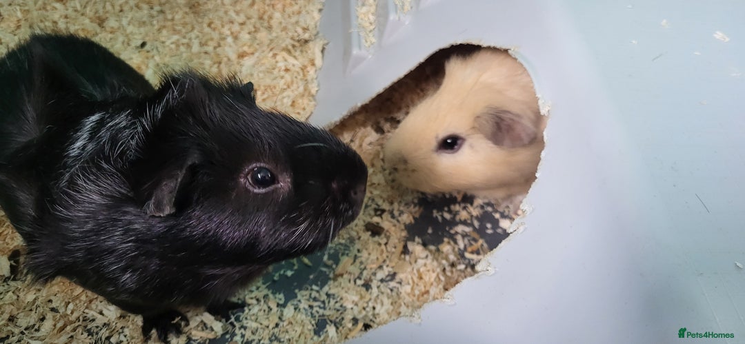 Guinea Pig rodents for sale: 2 Male Guinea pigs in need of a new home!  - Image 3
