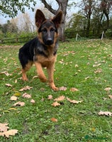 German Shepherd dogs - Advert 2