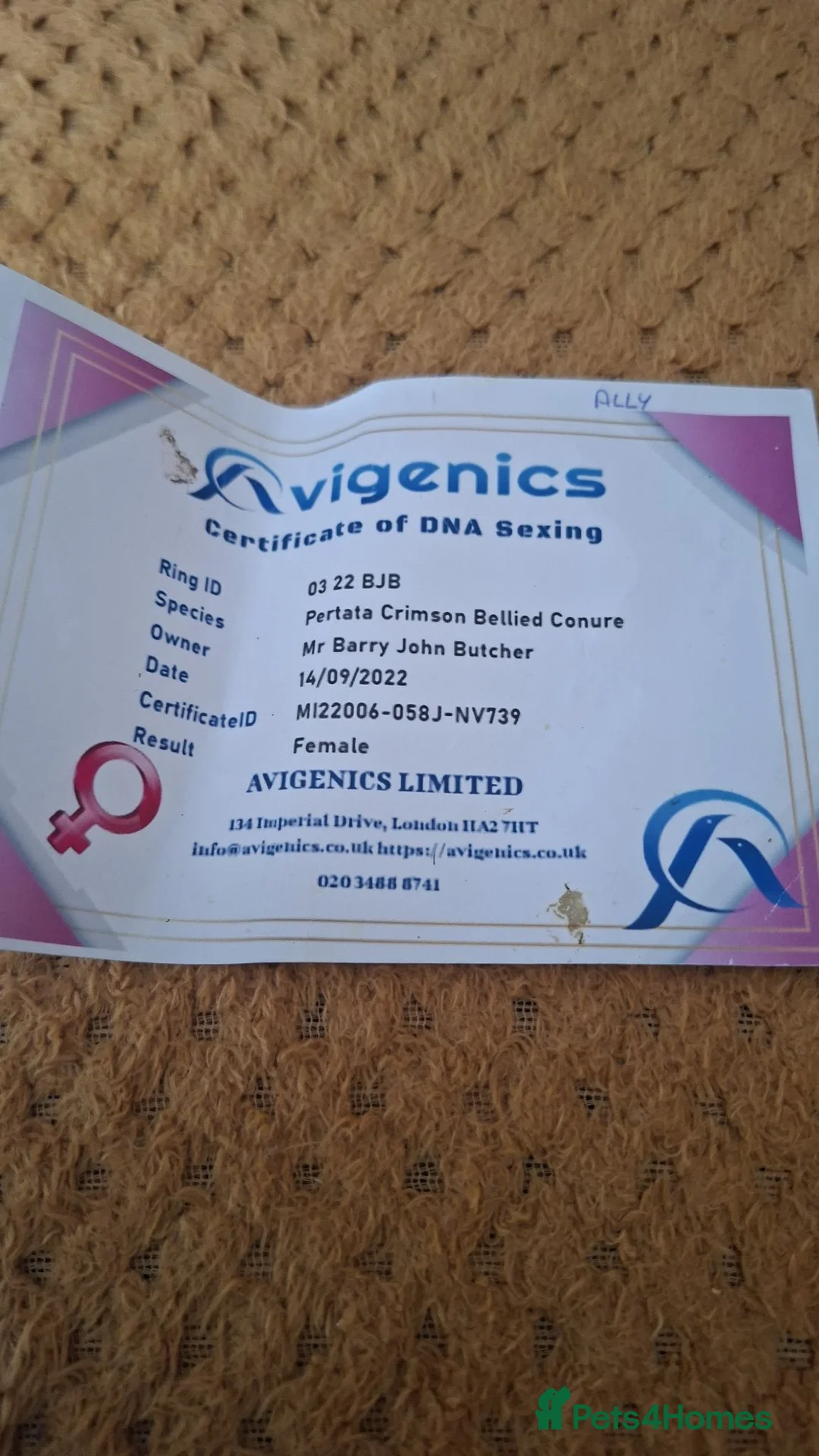 Conures birds for sale: Crimson bellied Conures in Buckie - Advert 5