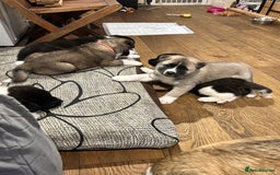 Akita dogs for sale: Akita Puppies for Sale - Advert 6