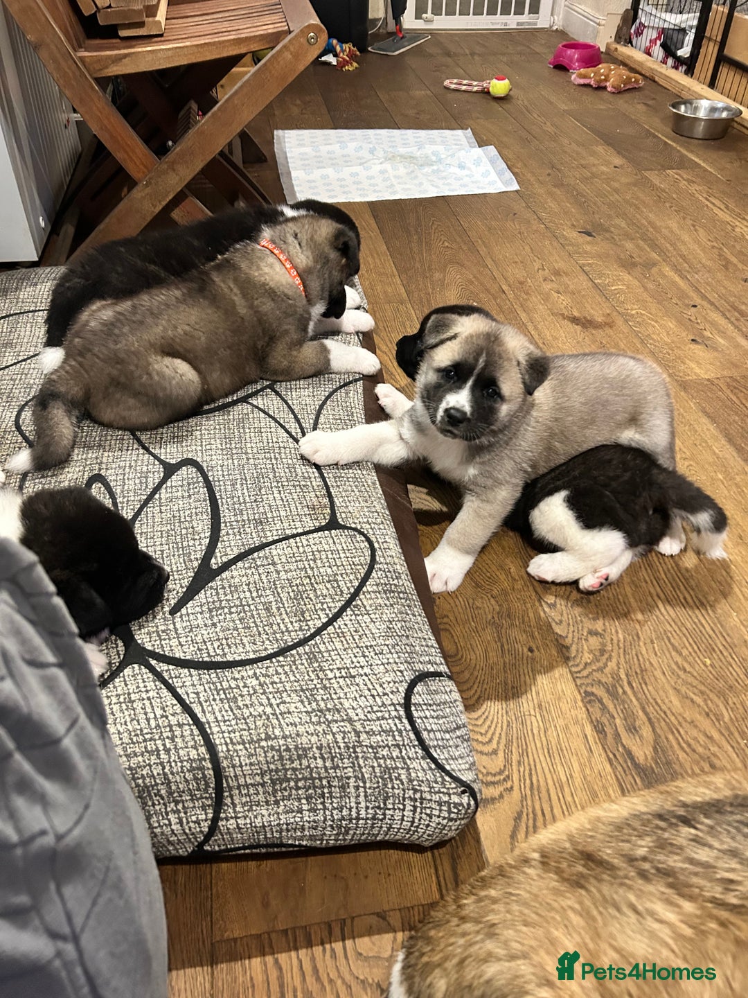 Akita dogs for sale: Akita Puppies for Sale - Advert 6