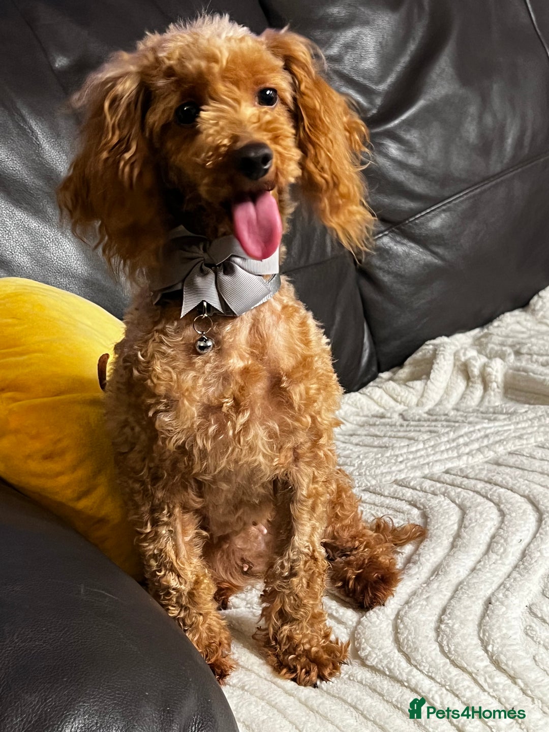 Toy Poodle dogs for sale: ❤️🐶 Gourgeous toy poodle female 🐶❤️ - Advert 7
