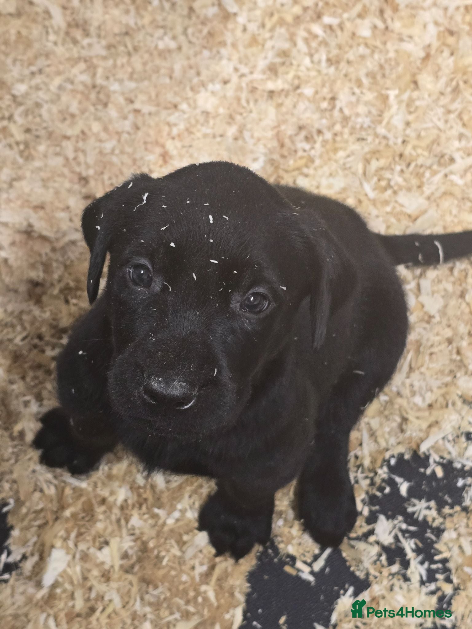 Labrador Retriever dogs Beautiful litter of puppies for sale - Advert 2